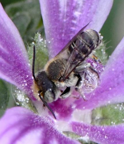 Megachile sp.